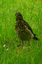 DSCN7267.webp