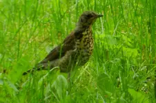 DSCN7268.webp