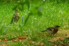 DSCN8962.webp