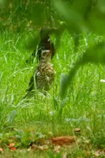 DSCN8964.webp