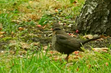 DSCN8972.webp