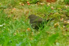 DSCN8973.webp