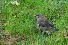 DSCN8981.webp