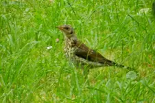 DSCN8993.webp