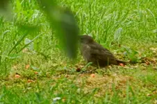 DSCN8995.webp