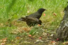 DSCN9007.webp