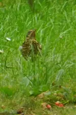 DSCN9018.webp