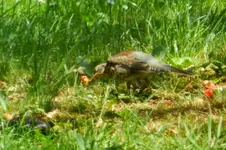 DSCN9028.webp