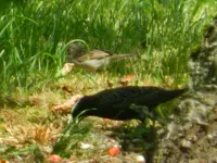 DSCN9036.webp