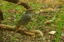 Rotschwänzchen_9063.webp