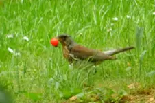 Wachholderdrossel_0006.webp