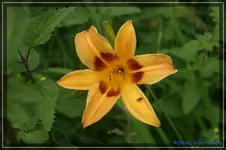 comp_DSC01632.webp