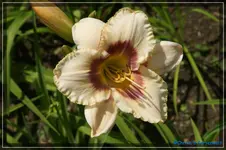 comp_DSC01641.webp