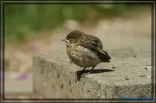 comp_DSC01638.webp