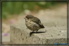 comp_DSC01639.webp