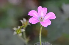 Geranium_0002.webp
