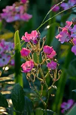 DSC_1877.webp