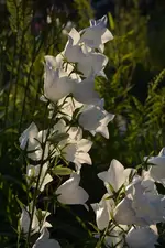 DSC_1914.webp