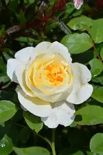 DSC_1907.webp