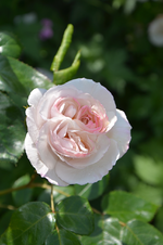 DSC_1909.webp