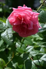 DSC_1911.webp