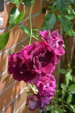 DSC_1913.webp