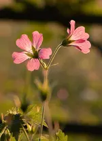 DSC_1883.webp
