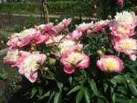 Garten2014 006.webp
