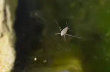 Babywasserläufer.webp
