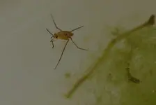 Babywasserläufer1.webp