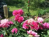 Garten2014 008.webp