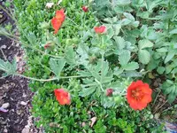 Garten 2014 002.webp