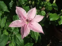 Garten 2014 003.webp