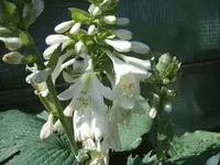 Garten 2014 006.webp