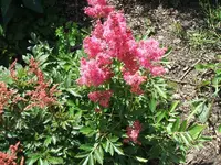 Garten 2014 002.webp