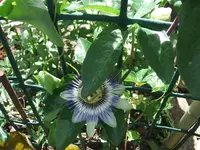 Garten 2014 004.webp