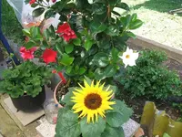 Garten 2014 005.webp
