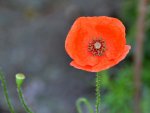 Mohn_0002.JPG