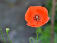 Mohn_0002.webp