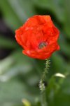 Mohn_0007.JPG