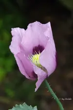 _Lila Mohn I.webp