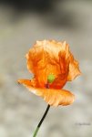 _orange Mohn II.jpg