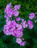 phlx (1).webp