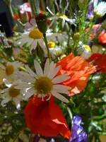 87.webp