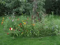 wiesenblumenmischg.webp