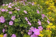 2014_0615Frühling0017.webp