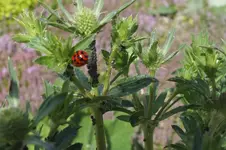 2014_0615Frühling0124.webp