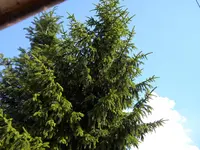 DSCN8630.webp