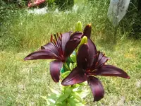 BILD2966.webp