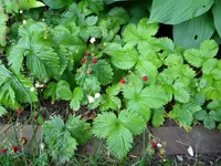 DSCN8633.webp